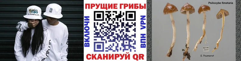 Галлюциногенные грибы GOLDEN TEACHER  что такое   Тутаев 